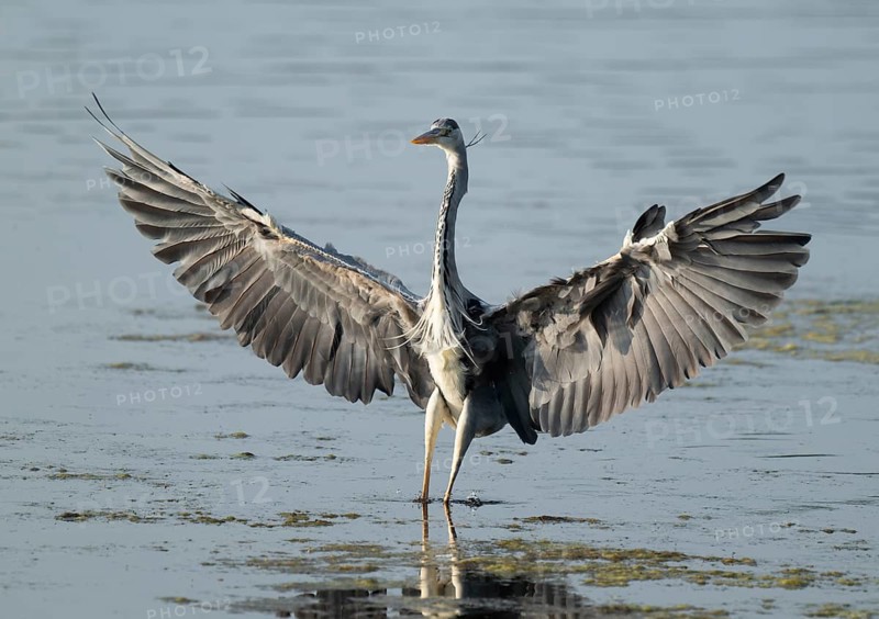 Grey heron (Ardea cinerea) approaching a shallow water zone of a lake, Lower Saxony, Germany