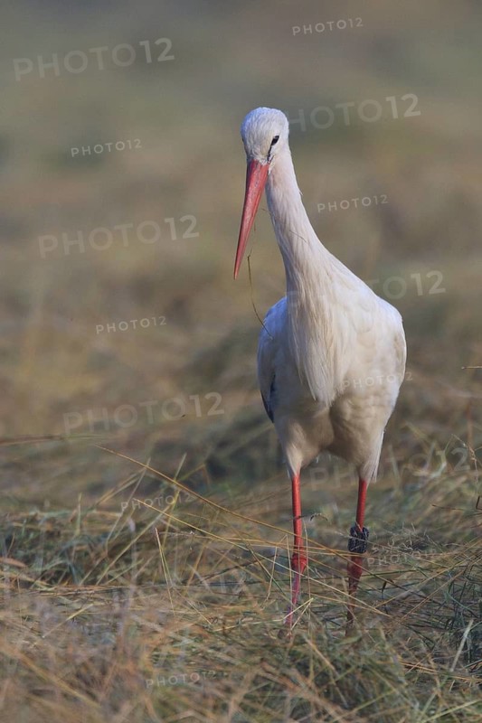 White Stork (Ciconia ciconia), North Rhine-Westphalia, Germany