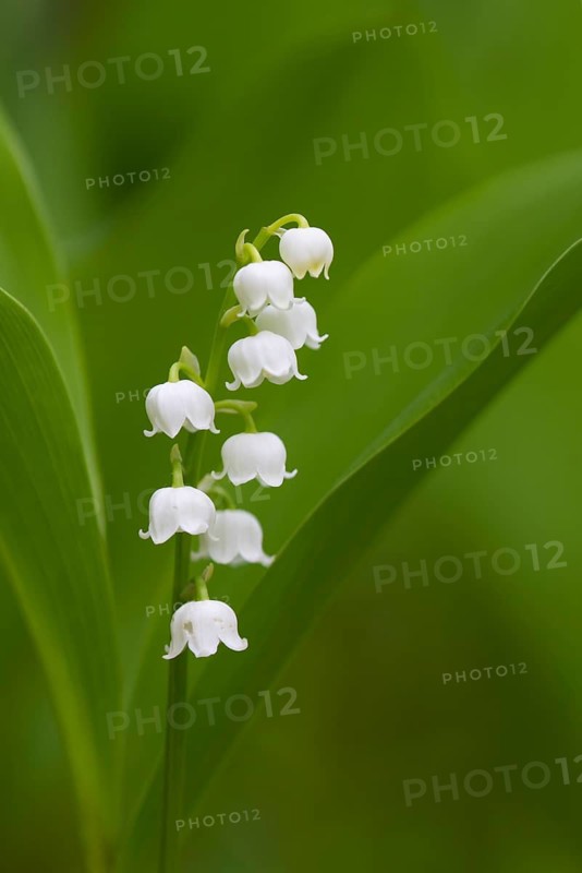Lily of the Valley (Convallaria majalis) blooming flower in spring, Lower Saxony, Germany