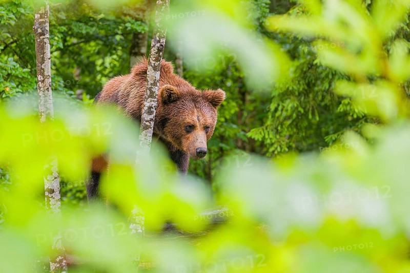 A young male Eurasian brown bear (Ursus arctos arctos) leaves a forest. Green vegetation around him