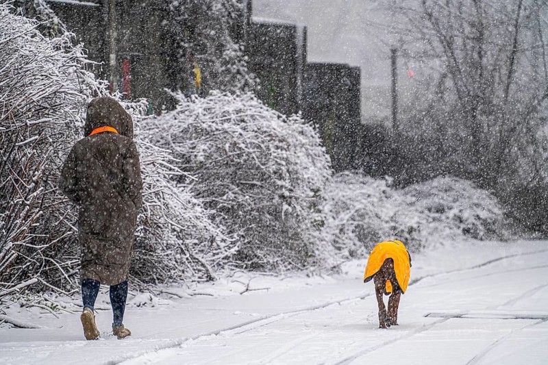 Winter weather, heavy snowfall, woman walking with dog, with winter blanket, in snowstorm, Essen, North Rhine-Westphalia, Germany