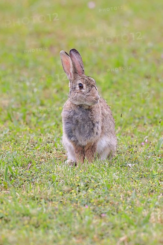 Wild rabbit (Oryctolagus cuniculus), sitting in a meadow, fully grown, alert, wildlife, animals, rodent, Podersdorf, Lake Neusiedl-Seewinkel National Park, Burgenland, Austria
