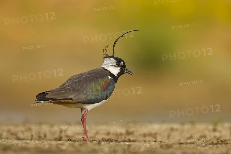 Northern Lapwing (Vanellus vanellus) male, North Rhine-Westphalia, Germany