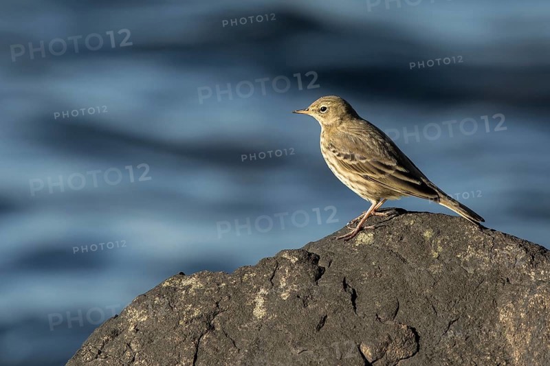 Eurasian Rock Pipit (Anthus petrosus) perched on a rock, Mecklenburg-Western Pomerania, Germany