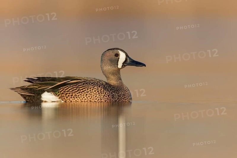 Blue-winged Teal (Anas discors) swimming in a pond in Manitoba, Canada