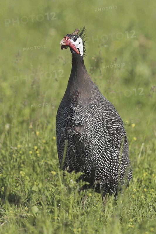Helmeted Guineafowl (Numida meleagris), Alberta, Canada