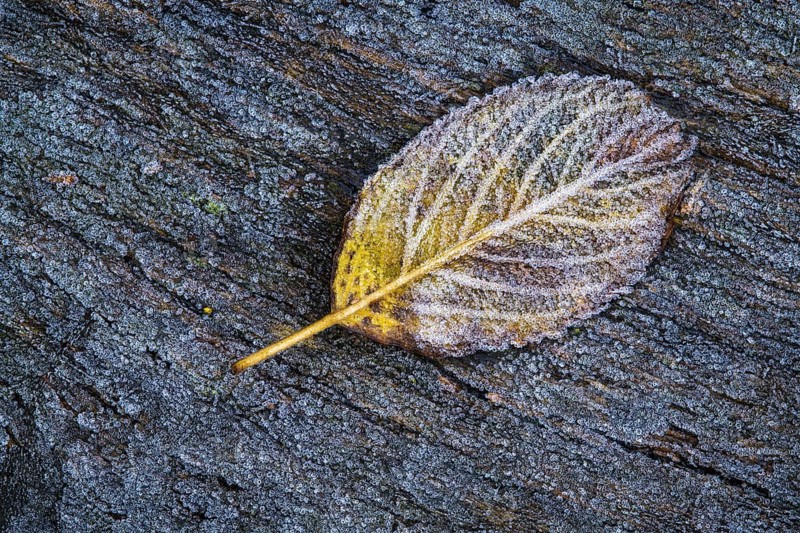 Leaf in hoarfrost, Goldenstedt, Lower Saxony, Germany