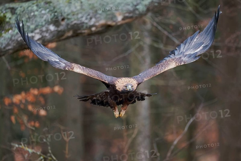 Golden eagle in flight (Aquila chrysaetos) Bavaria, Germany