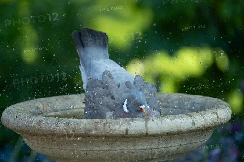 Wood pigeon (Columba palumbus) adult garden bird bathing in a bird bath in summer, England, United Kingdom