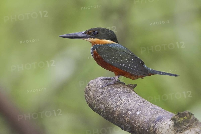 Green-and-rufous Kingfisher (Chloroceryle inda), Ecuador