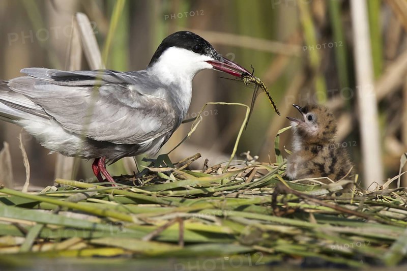 Whiskered Tern (Chlidonias hybrida) feeds chick, Andalusia, Spain