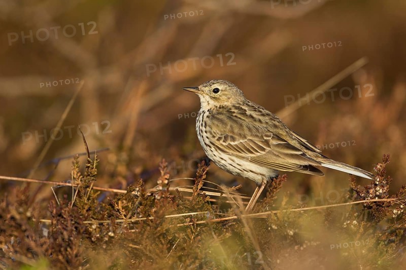 Meadow Pipit - Wiesenpieper - Anthus pratensis ssp. pratensis, Germany