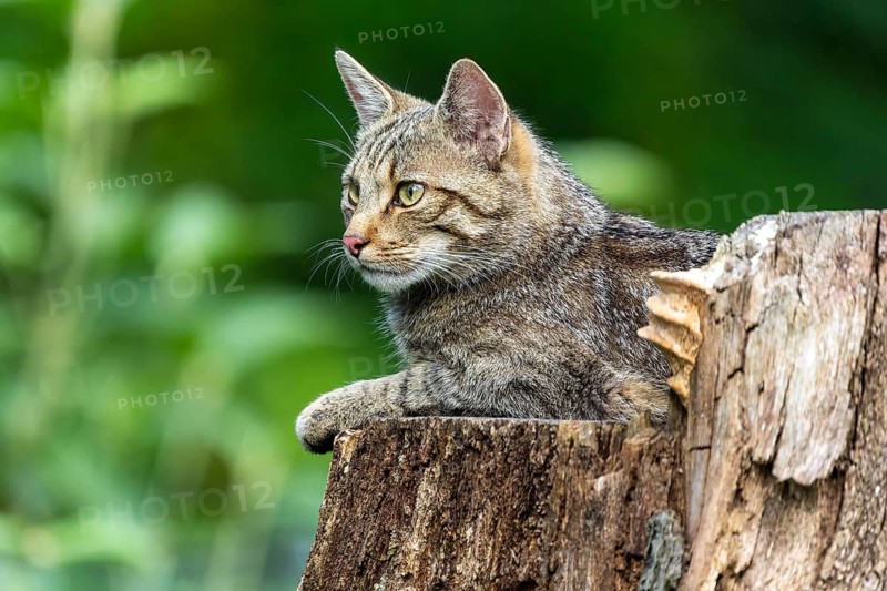 Close-up of a cat sitting on a tree stump in the forest, wild cat (Felis silvestris), kittens, Germany