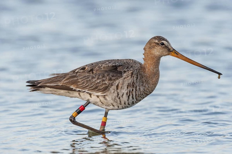 Black-tailed Godwit (Limosa limosa), Schleswig-Holstein, Germany