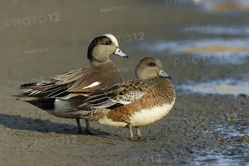 American Wigeon (Mareca americana), British Columbia, Canada