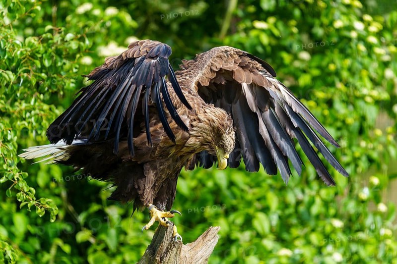 An eagle lowers its gaze with half-closed wings on a tree trunk, white-tailed eagle (Haliaeetus albicilla), France