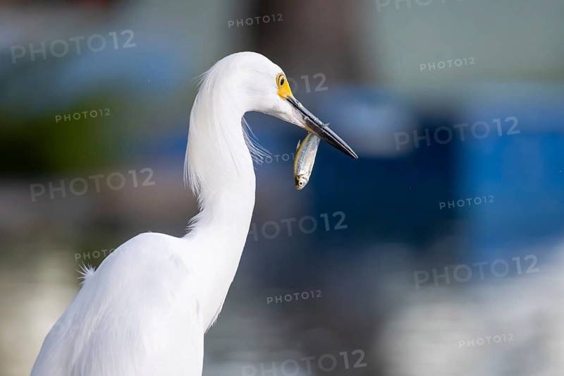 Great White Egret (Egretta thula) with a fish just caught in its beak, Buenos Aires, Argentina
