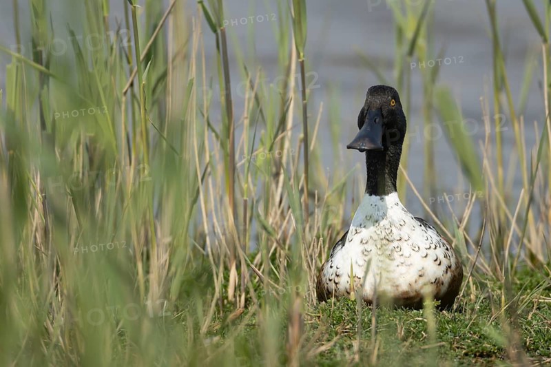 Northern shoveler duck (Anas clypeata) adult male bird on an island by a lagoon RSPB Minsmere nature reserve, Suffolk, England, United Kingdom