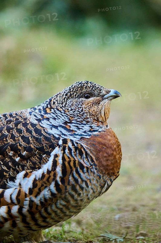 Western capercaillie (Tetrao urogallus) female (hen) portrait, Bavaria, Germany
