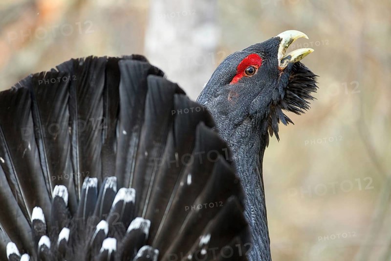 Western Capercaillie (Tetrao urogallus) male calling, Nizhegorodskaya, Russia