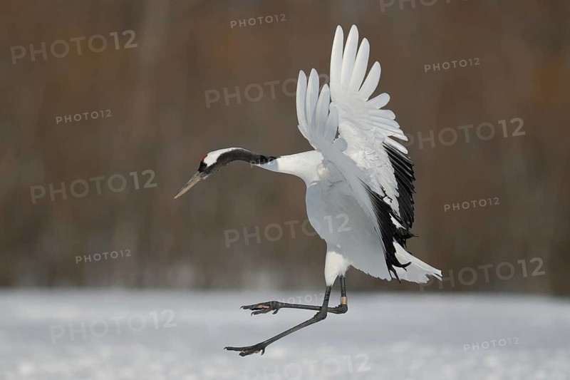 Red-crowned Crane (Grus japonensis) flying, Hokkaido, Japan