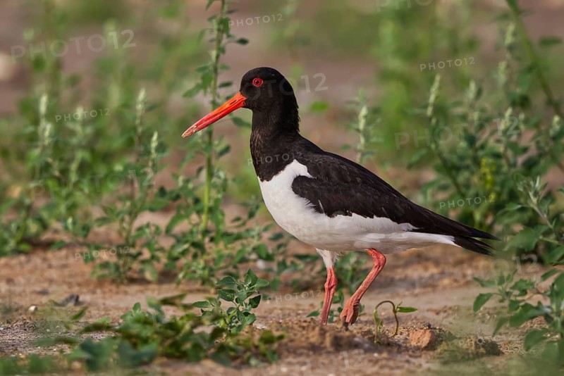 Eurasian Oystercatcher (Haematopus ostralegus), North Rhine-Westphalia, Germany