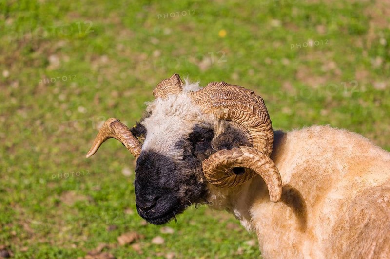 A male Valais Blacknose sheep (Avis Aries) stands on a green meadow on hilly ground