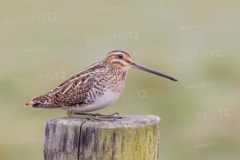 Snipe (Gallinago gallinago), resting on a wooden fence post, snipe birds, wildlife, nature photography, Ochsenmoor, Naturpark Dümmer See, Hüde, Lower Saxony, Germany