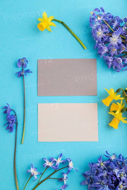 Gray paper business cards with spring snowdrop flowers bluebells, narcissus on blue pastel background. top view, flat lay, copy space, still life, mockup, template. Beauty, spring concept