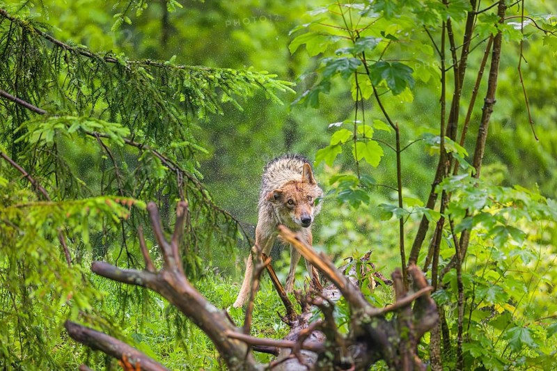 A female eurasian gray wolf (Canis lupus lupus) stands on a meadow on a hill and shakes off the rain of its fur