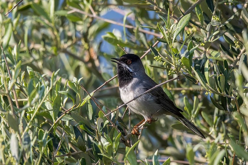 Rüppell's Warbler (Sylvia ruppeli) male singing from branch, Greece