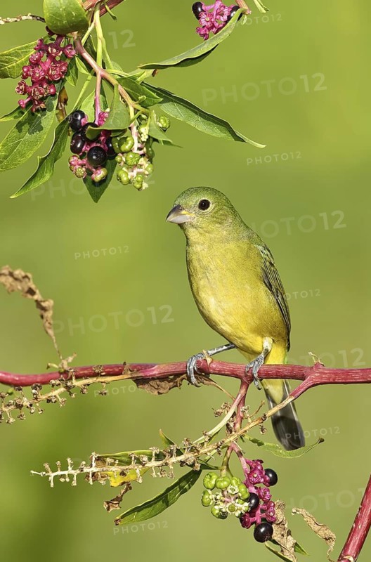 Painted Bunting (Passerina ciris) female, Texas, USA