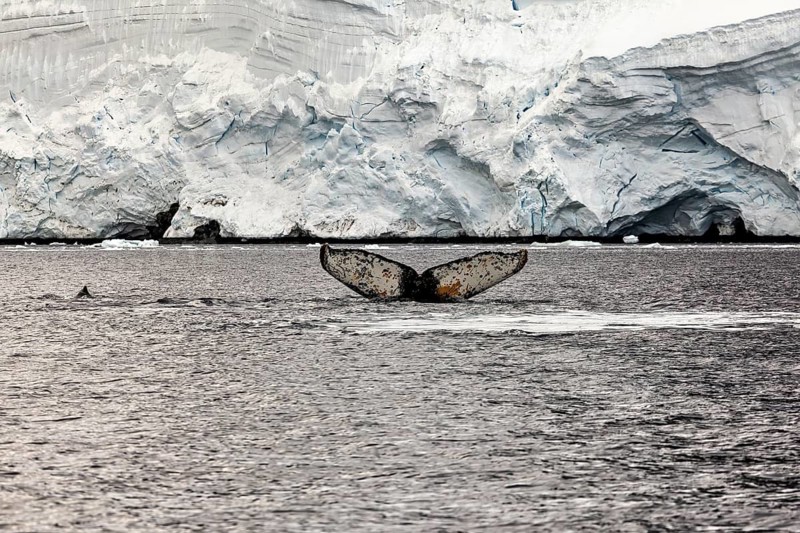 A whale fin dives behind a glacier in a polar environment, The fluke of a diving humpback whale in the Antarctic (Megaptera novaeangliae)
