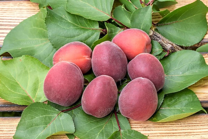Apricot (Prunus armeniaca 'Jengat'),  Austria
