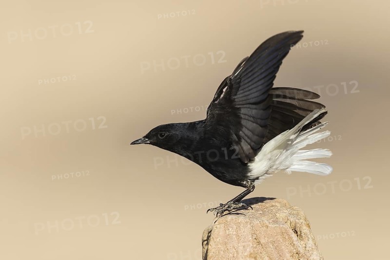 White-crowned Wheatear (Oenanthe leucopyga), Eilat, Israel