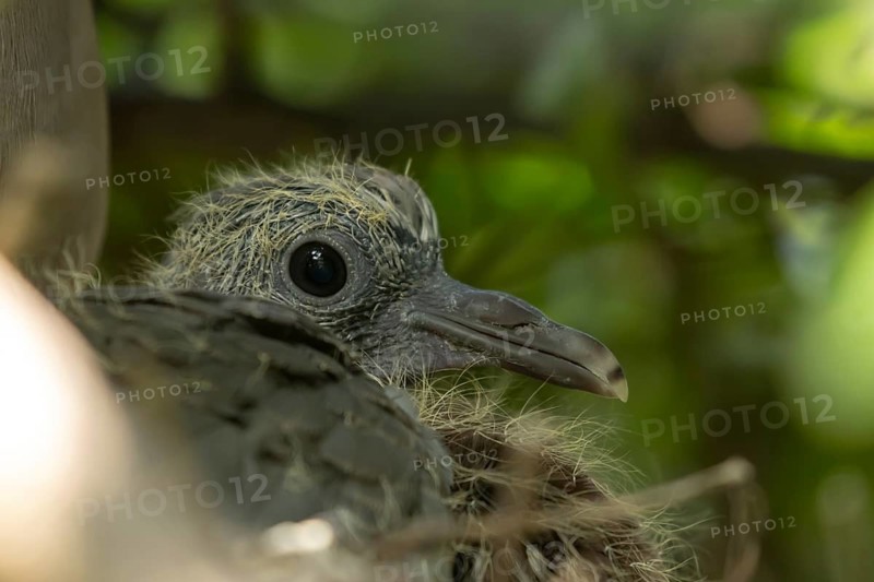 Wood pigeon (Columba palumbus) juvenile baby cobb bird in a nest, England, United Kingdom
