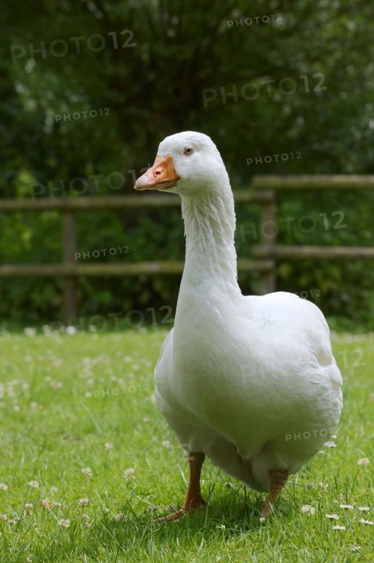 Emden goose or Emden goose (Anser anser forma domestica), free-range domestic goose, North Rhine-Westphalia, Germany