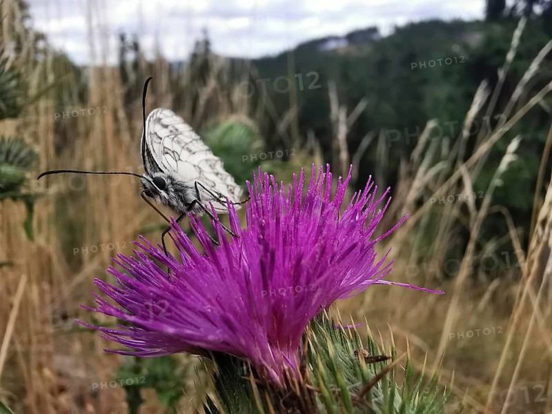 Close-up, A white checkerspot butterfly (melanargia galathea) on a purple thistle flower (carduus) in the meadow, Franconian Forest nature park Park