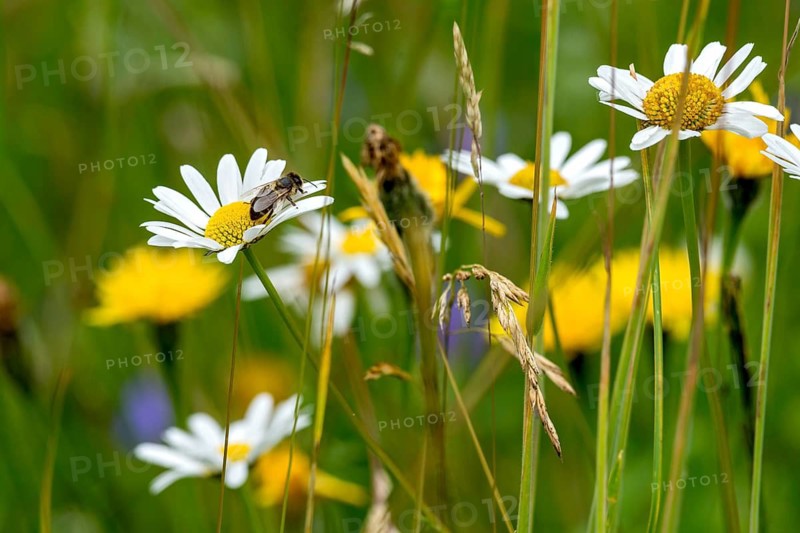 Flowering daisies (Leucanthemum) with western honey bee (Apis mellifera), colourful flowers, grasses and insects in a wild, natural flower meadow, Germany