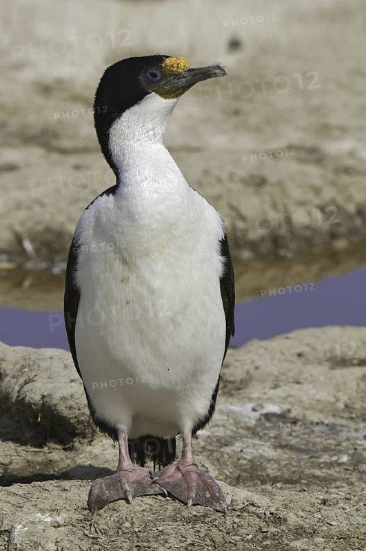 Imperial Shag (Leucocarbo atriceps), Falkland Islands