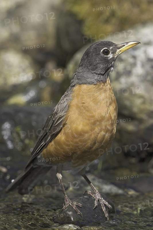American Robin (Turdus migratorius), British Columbia, Canada