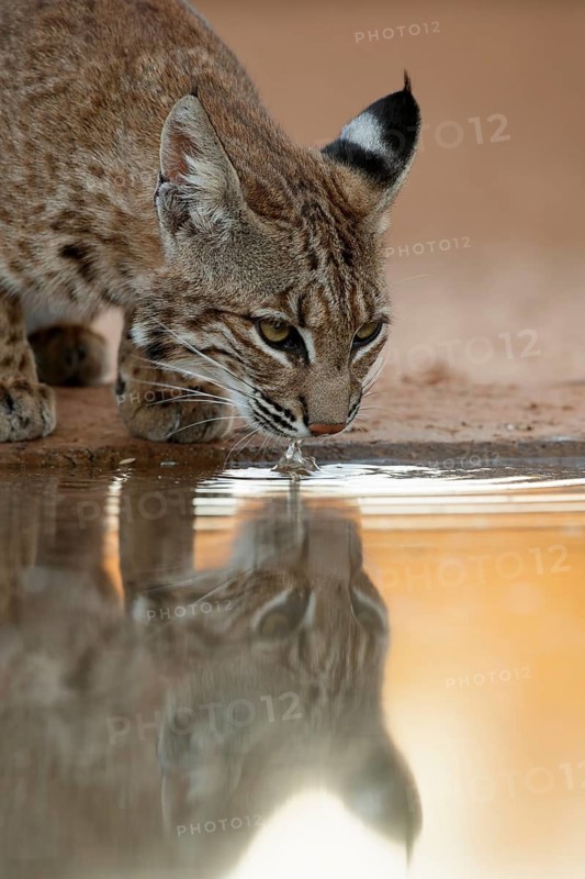 Bobcat (Lynx rufus) drinking at waterhole, Texas, USA