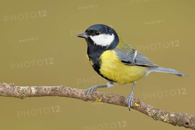 Great tit (Parus major), sitting on a branch, Wilnsdorf, North Rhine-Westphalia, Germany