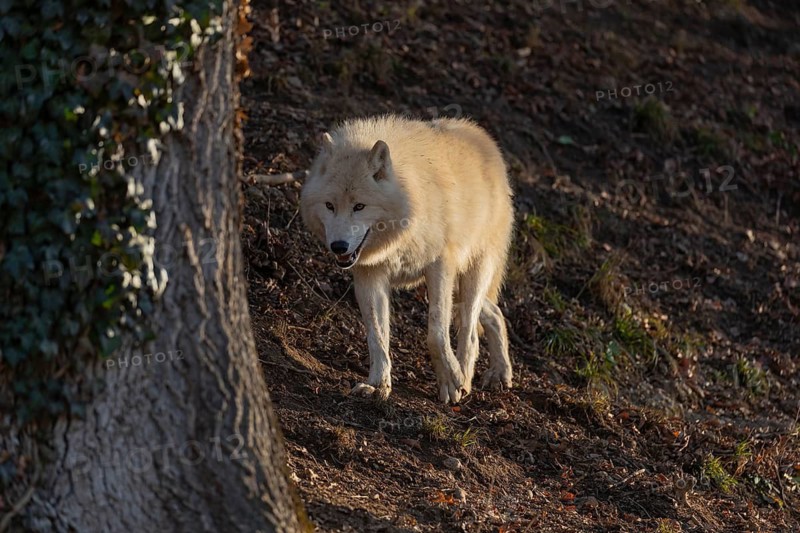 One adult Arctic wolf (Canis lupus arctos) walking through a forest on hilly ground. Early morning light