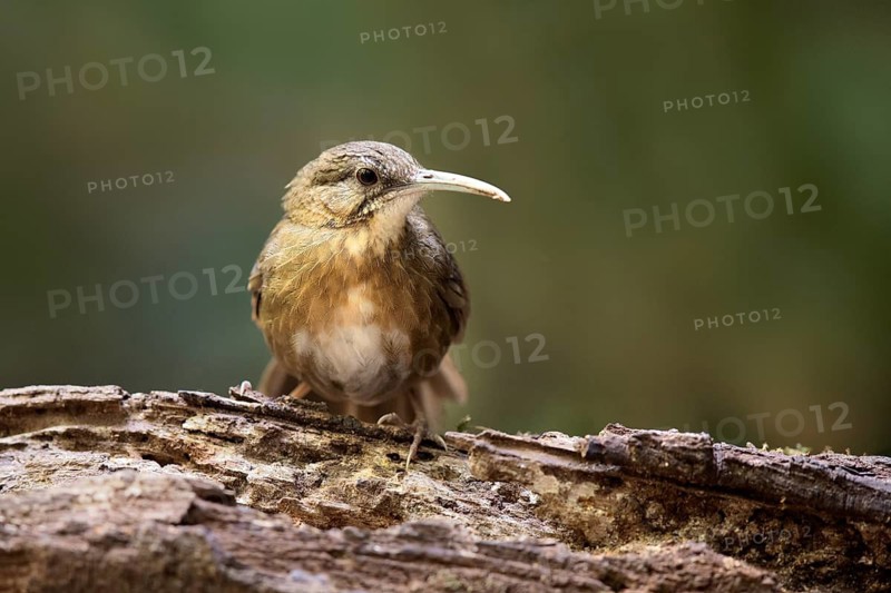 Short-tailed Scimitar Babbler (Jabouilleia danjoui), Bidoup National Park, Vietnam