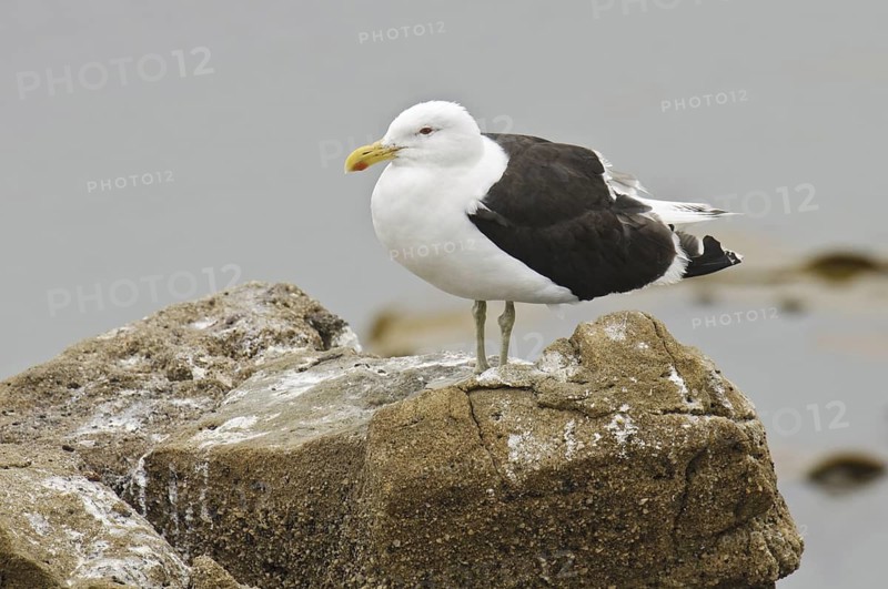 Kelp Gull (Larus dominicanus), New Zealand