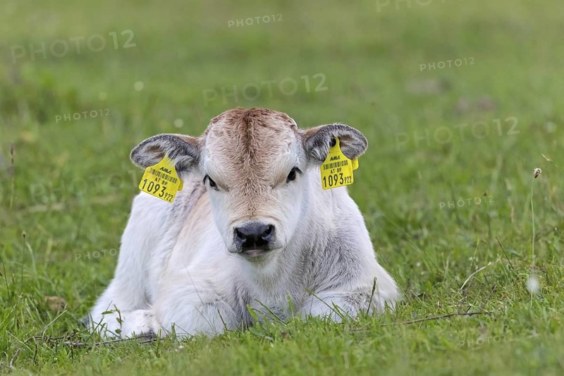 Hungarian Grey Cattle, Hungarian Grey Cattle, (Sturnus vulgaris), resting in a meadow, steppe, animals, mammals, cattle, ear tag, animal kids, young animal, Lake Neusiedl, Illmitz, Burgenland, Austria