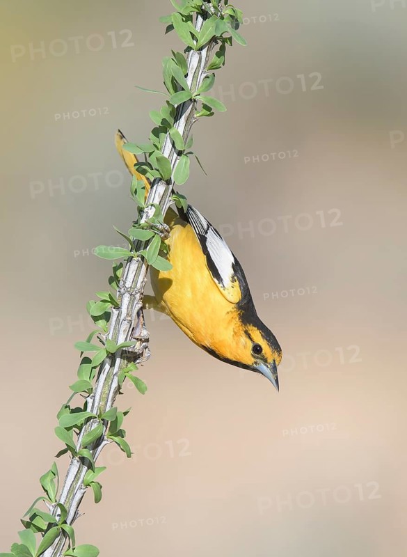 Bullock's Oriole (Icterus bullockii) male perched on a branch, Arizona, USA