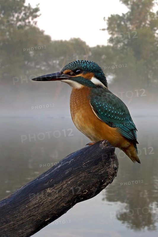 Common Kingfisher (Alcedo atthis) juvenile, Saxony-Anhalt, Germany