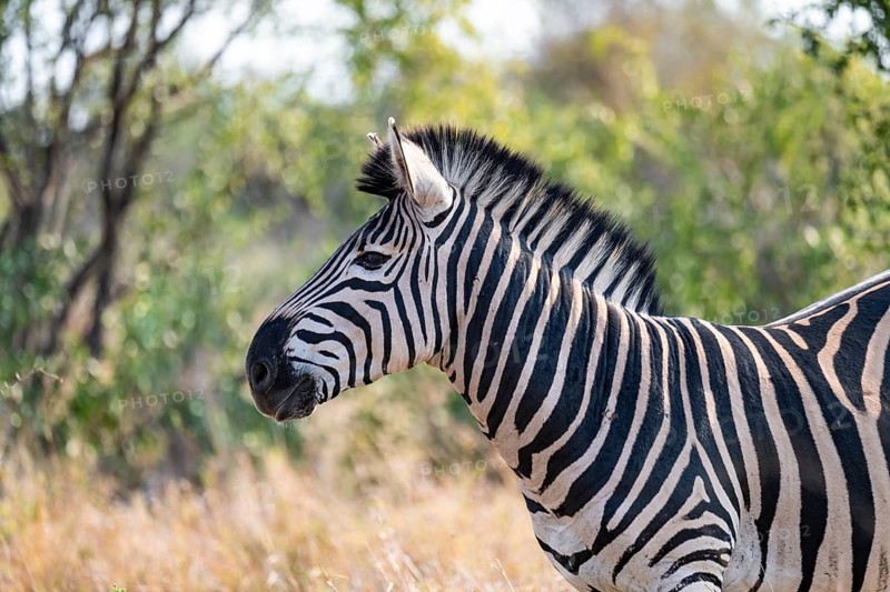 Plains zebra (Equus quagga), adult, in dry grass, animal portrait, Kruger National Park, South Africa